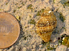 Paciocinebrina gracillima