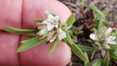 Polygonum paronychia