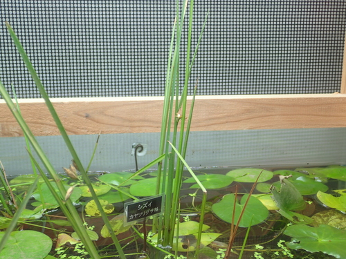 Schoenoplectus nipponicus iNat (1)