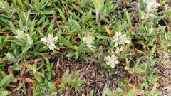 Polygonum paronychia