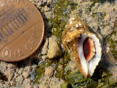 Paciocinebrina gracillima