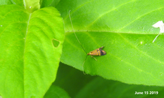 Nemophora staudingerella