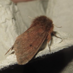 Phragmatobia assimilans