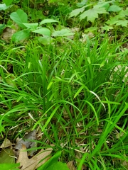 Carex pedunculata