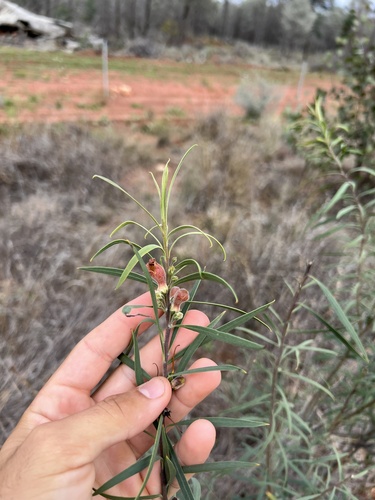 Image of Eremophila longifolia by (c) Lucas Christofides, some rights reserved (CC BY)