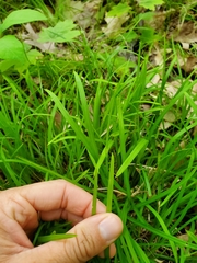 Carex pedunculata