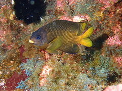 Galapagos Gregory photo 3