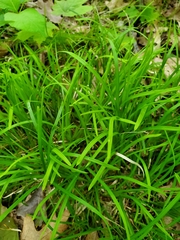 Carex pedunculata