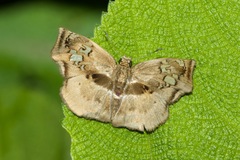 Quadrus truncata