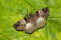 Mylon zephus