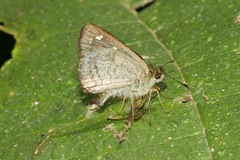 Dalla ibhara