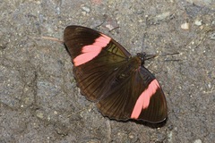 Adelpha lycorias