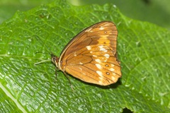 Oxeoschistus protogenia