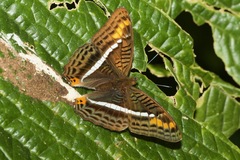 Adelpha corcyra