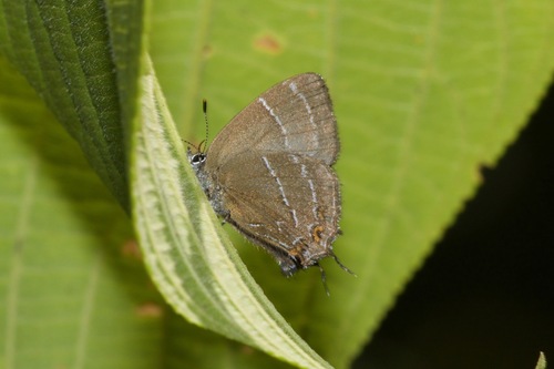 Salazaria