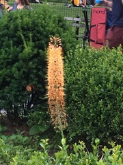 Eremurus