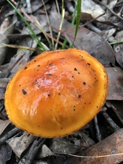 Cortinarius sinapicolor