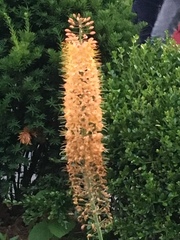 Eremurus