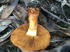 Cortinarius sinapicolor