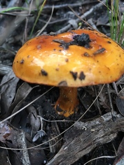 Cortinarius sinapicolor