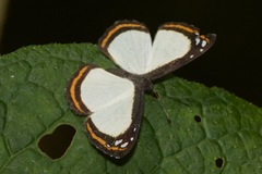 Imelda mycea