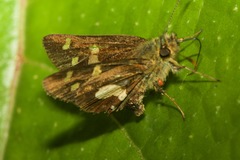 Dalla mesoxantha