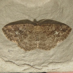 Homochlodes lactispargaria