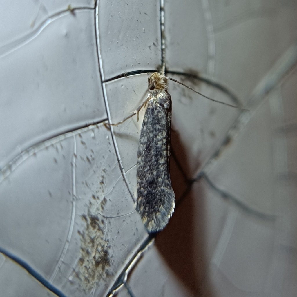 Niditinea truncicolella