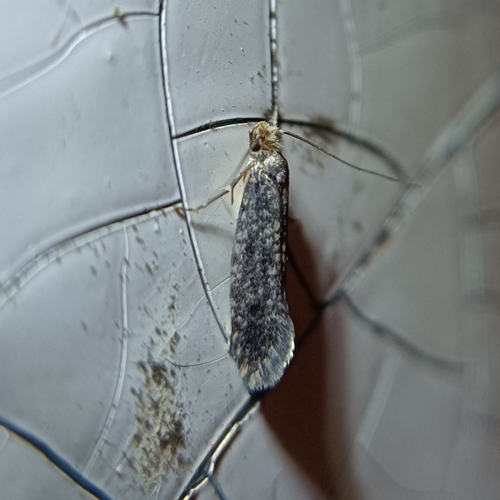 Niditinea truncicolella