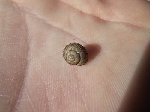 Veloutée de Michaud