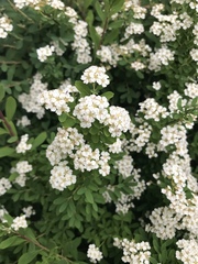 Spiraea nipponica