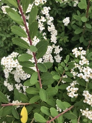 Spiraea nipponica
