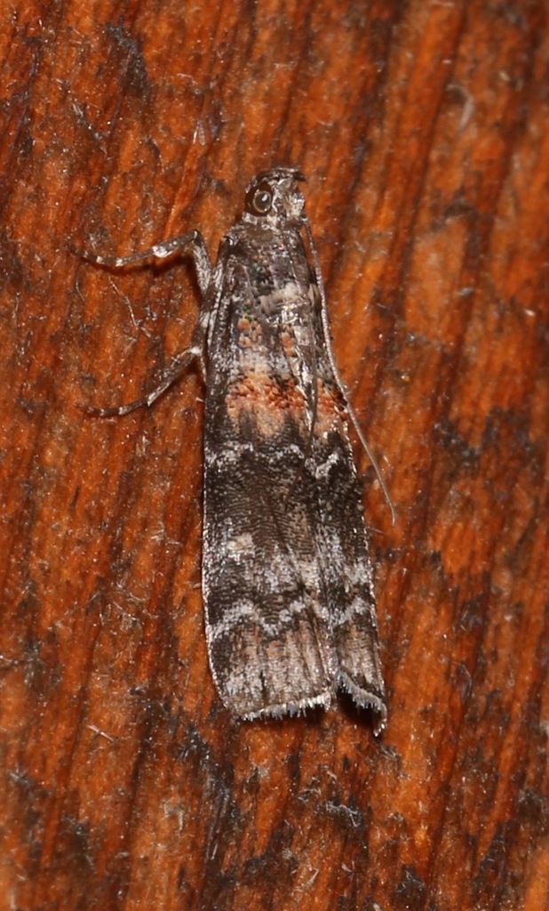 Zimmerman Pine Moth