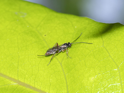 Hypsicera curvator