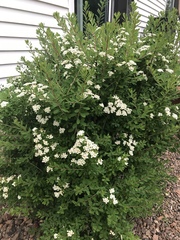 Spiraea nipponica