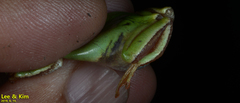 Hyla suweonensis