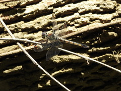 Libellula vibrans