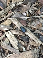 Onthophagus hecate