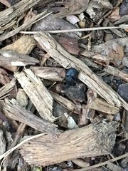 Onthophagus hecate