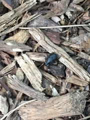 Onthophagus hecate