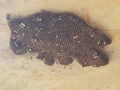 Ropalidia plebeiana