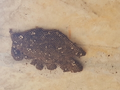 Ropalidia plebeiana