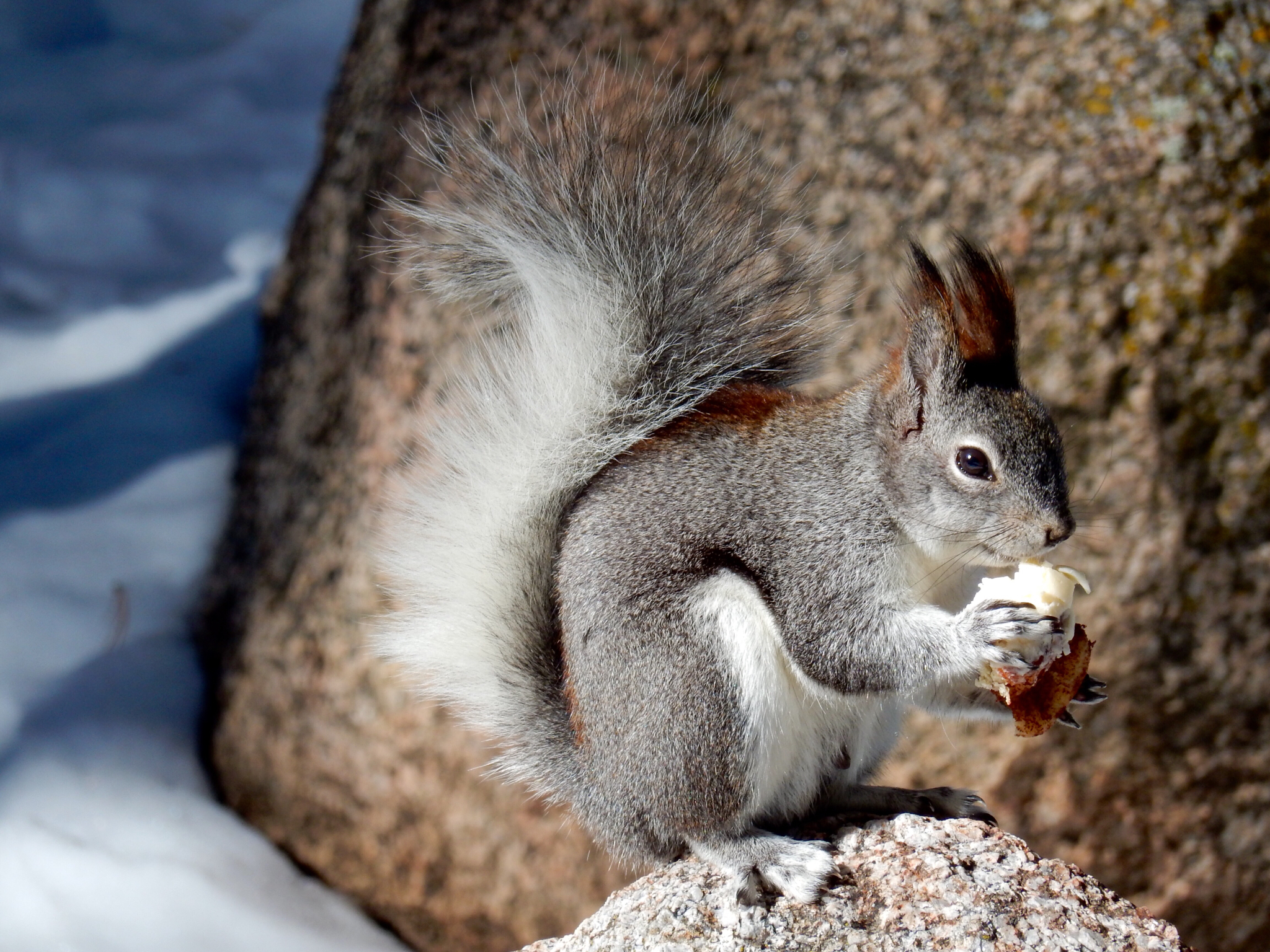 Aberts Squirrel (Sciurus aberti) · iNaturalist