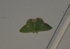 Comibaena bajularia
