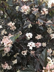Physocarpus opulifolius