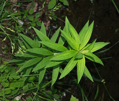 Lilium michiganense