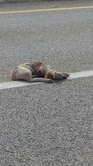 Canis lupus pallipes