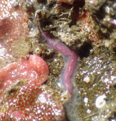 Eusyllis