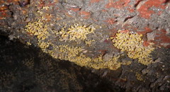 Heteropora pacifica