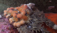 Phyllolithodes papillosus